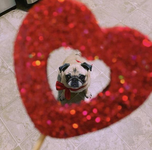 /images/uploads/pug nation rescue of los angeles/pugnation2020/entries/11712thumb.jpg